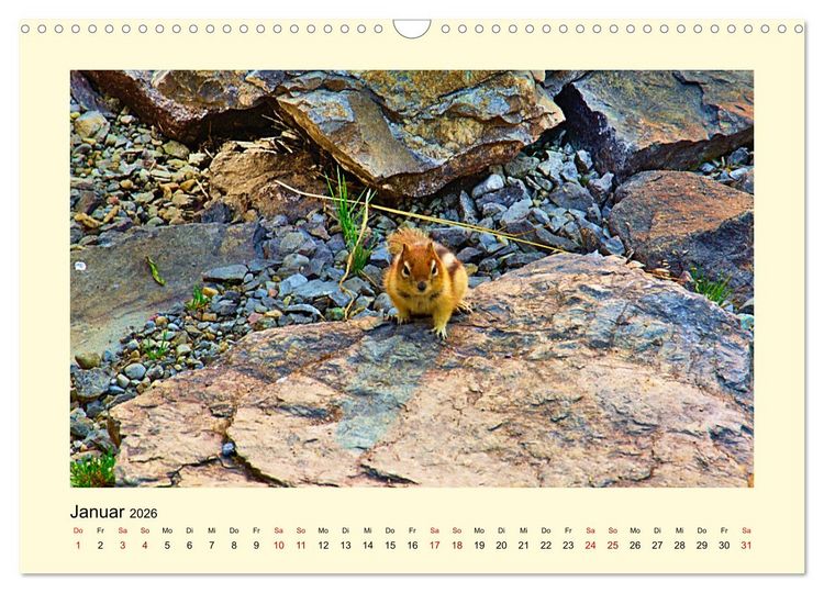 Produktbild: Wild, aber knuffig! (Wandkalender 2026 DIN A3 quer), CALVENDO Monatskalender