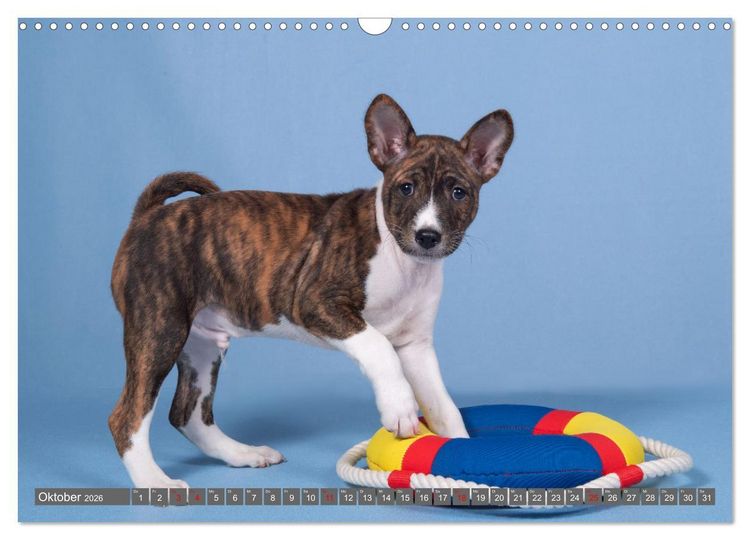 Produktbild: Der Basenji (Wandkalender 2026 DIN A3 quer), CALVENDO Monatskalender
