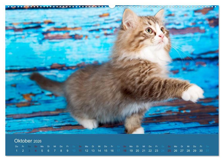 Produktbild: Verspielte Ragdolls - Sanfte Katzen in seidigem Haarkleid (Wandkalender 2026 DIN A2 quer), CALVENDO Monatskalender