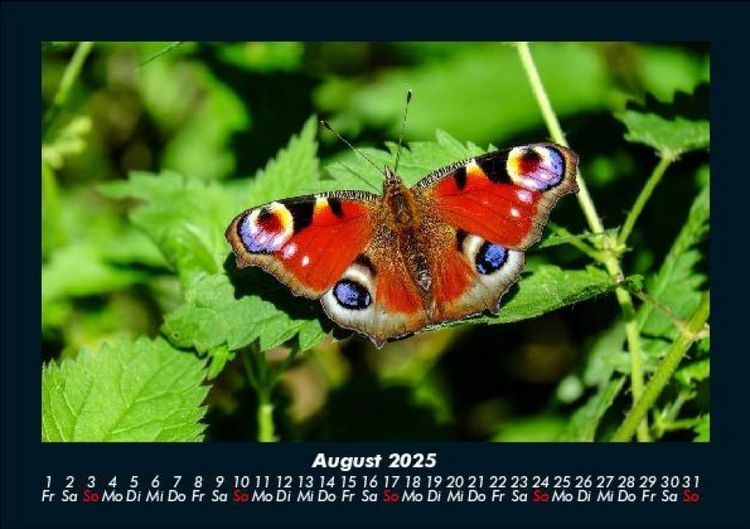 Produktbild: Bunte Pracht der Schmetterlinge 2025 Fotokalender DIN A5