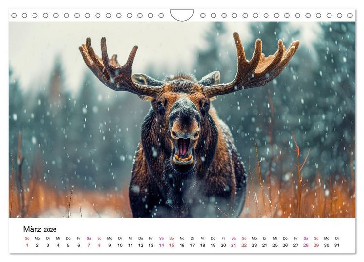 Produktbild: Elche - sch&ouml;ne Momente (Wandkalender 2026 DIN A4 quer), CALVENDO Monatskalender