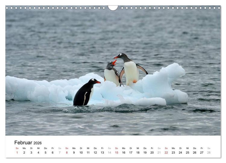 Produktbild: Im Reich der Pinguine (Wandkalender 2026 DIN A3 quer), CALVENDO Monatskalender