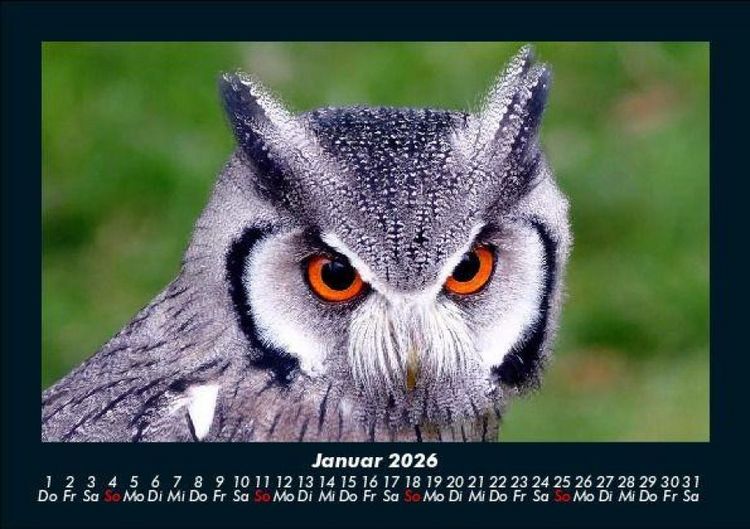 Produktbild: Vogelparadies 2026 Fotokalender DIN A5