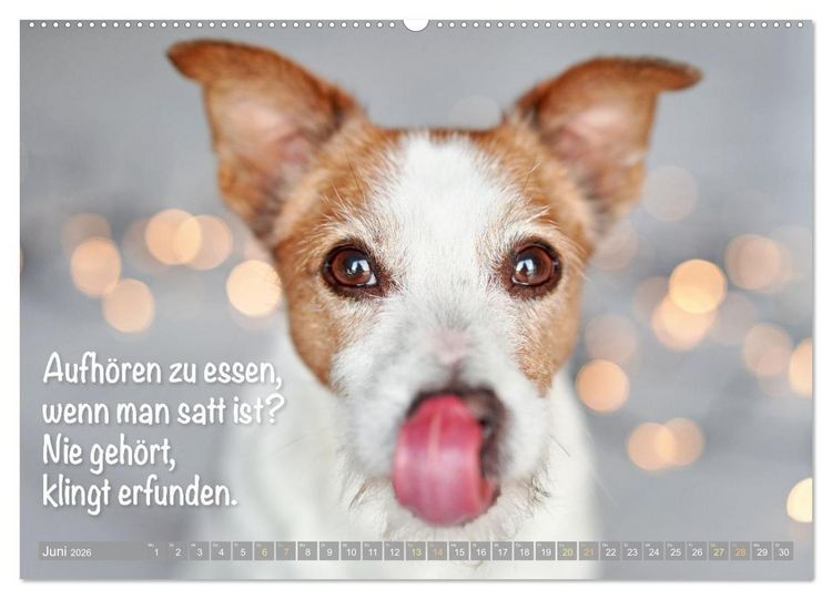 Produktbild: Jack Russell Terrier: Komm spielen (hochwertiger Premium Wandkalender 2026 DIN A2 quer), Kunstdruck in Hochglanz