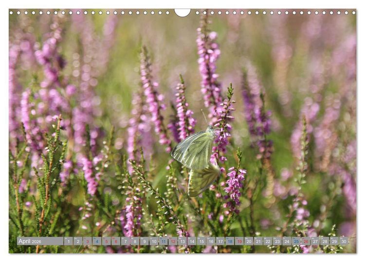 Produktbild: L&uuml;neburger Heide - Faszinierend sch&ouml;n (Wandkalender 2026 DIN A3 quer), CALVENDO Monatskalender