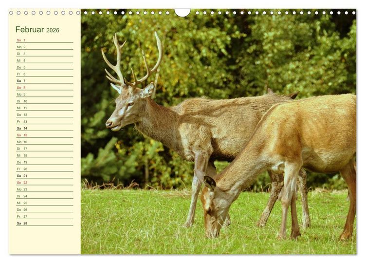 Produktbild: Begegnungen. DER HIRSCH (Wandkalender 2026 DIN A3 quer), CALVENDO Monatskalender