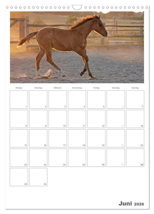 Produktbild: Fohlen und Jungpferde (Wandkalender 2026 DIN A3 hoch), CALVENDO Monatskalender