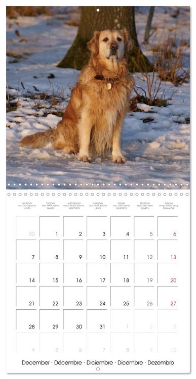 Produktbild: Happy Golden Retriever (Wall Calendar 2026 12 &times; 12 Inch) CALVENDO 12 Month Wall Calendar