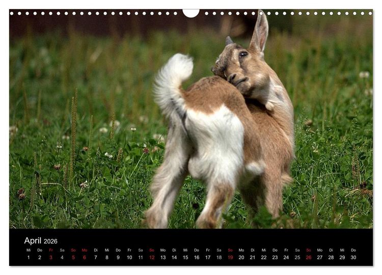Produktbild: Zwergziegen (Wandkalender 2026 DIN A3 quer), CALVENDO Monatskalender