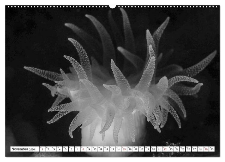 Produktbild: Unterwasser Makros - schwarz weiss 2026 (hochwertiger Premium Wandkalender 2026 DIN A2 quer), Kunstdruck in Hochglanz