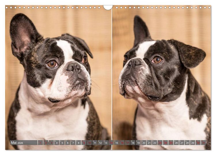 Produktbild: French Bully&acute;s - Gro&szlig;e Sch&auml;tze auf kleinen Pfoten (Wandkalender 2026 DIN A3 quer), CALVENDO Monatskalender