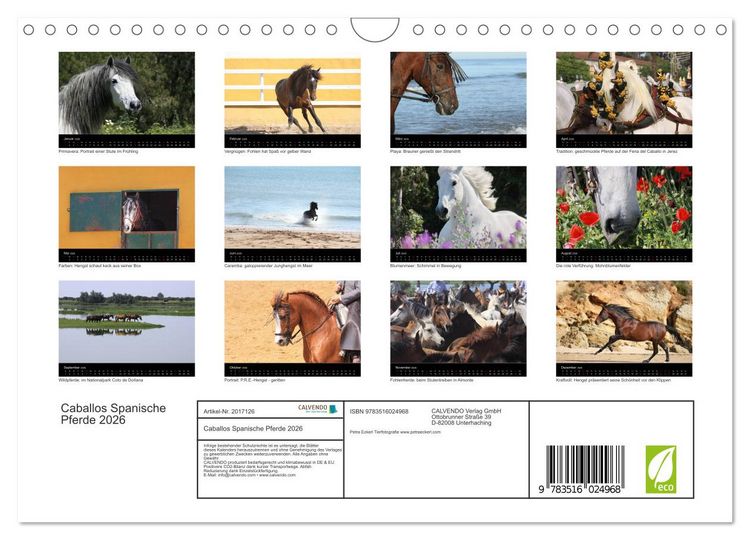 Produktbild: Caballos Spanische Pferde 2026 (Wandkalender 2026 DIN A4 quer), CALVENDO Monatskalender
