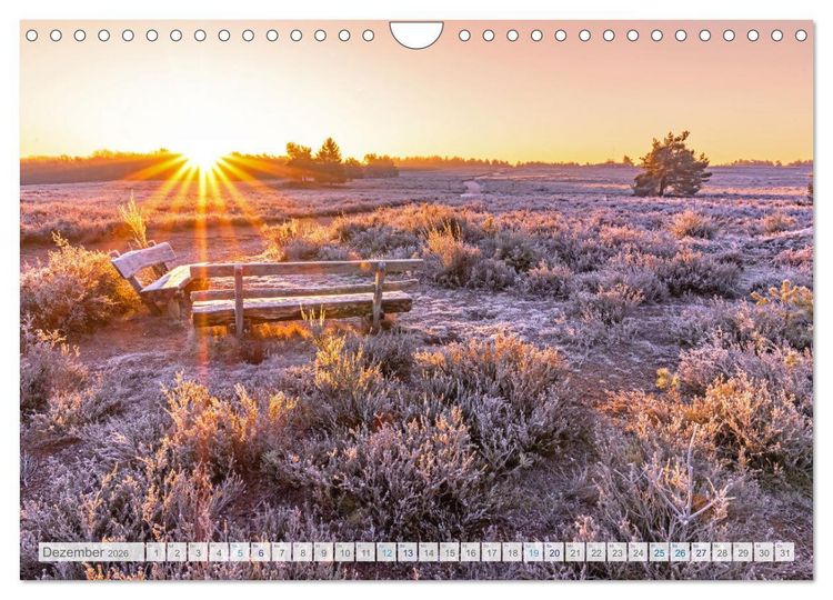 Produktbild: Bunter Pf&auml;lzerwald (Wandkalender 2026 DIN A4 quer), CALVENDO Monatskalender