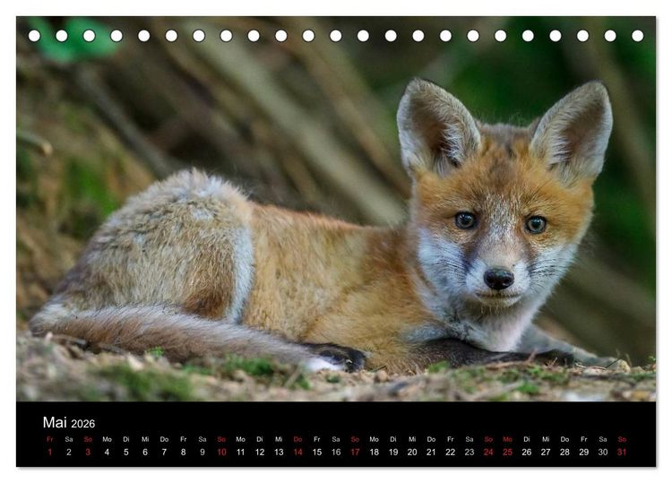Produktbild: F&uuml;chse in freier Natur (Tischkalender 2026 DIN A5 quer), CALVENDO Monatskalender