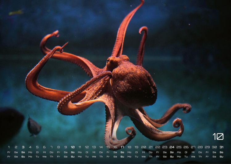 Produktbild: Sealife - verborgene Tiefen - 2027 - Kalender DIN A3