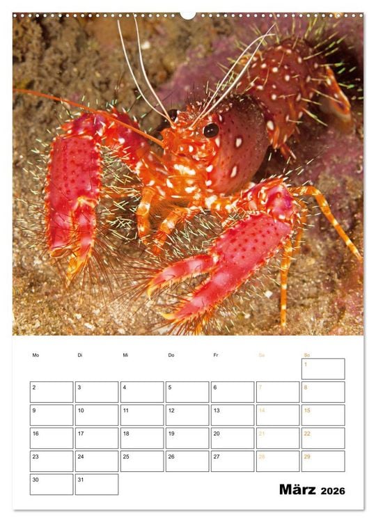 Produktbild: Farbrausch unter Wasser: Fische am Riff (hochwertiger Premium Wandkalender 2026 DIN A2 hoch), Kunstdruck in Hochglanz