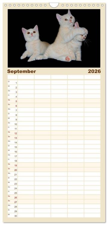 Produktbild: Familienplaner 2026 - Britisch Kurzhaar Katzen mit 5 Spalten (Wandkalender, 21 x 45 cm) CALVENDO