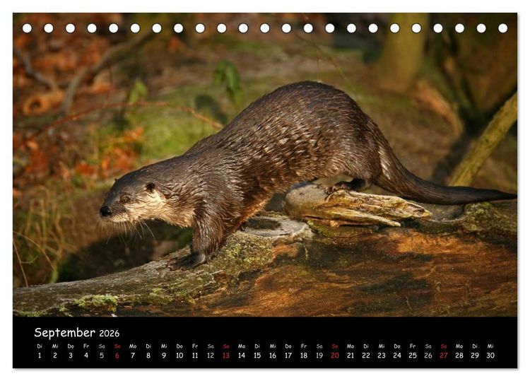 Produktbild: Putzige Fischj&auml;ger (Tischkalender 2026 DIN A5 quer), CALVENDO Monatskalender