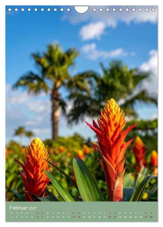Produktbild: Bromelienzauber (Wandkalender 2027 DIN A4 hoch), CALVENDO Monatskalender