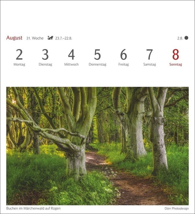 Produktbild: B&auml;ume Postkartenkalender 2027 - Wochenkalender mit 53 Postkarten