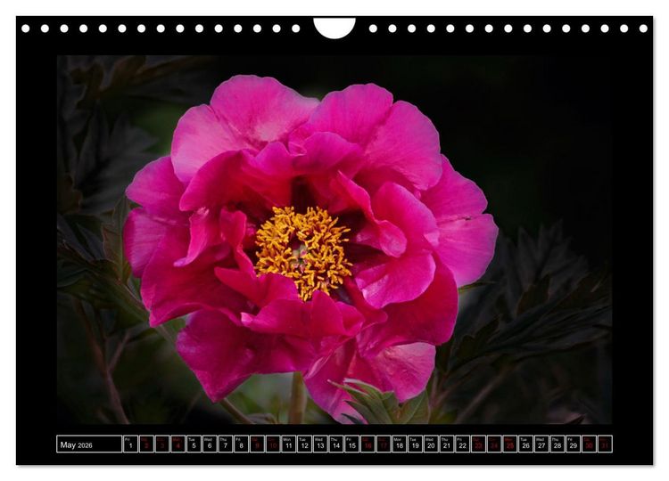 Produktbild: Mysterious plant portraits (Wall Calendar 2026 DIN A4 landscape), CALVENDO 12 Month Wall Calendar