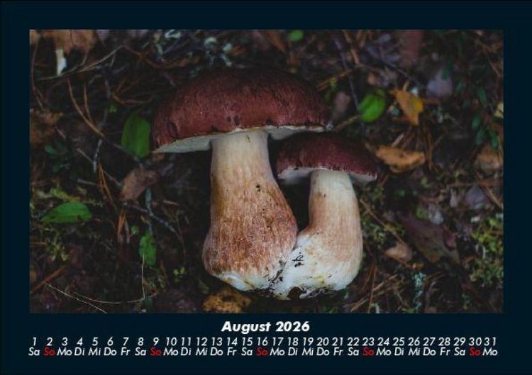 Produktbild: Pilzkalender 2026 Fotokalender DIN A5