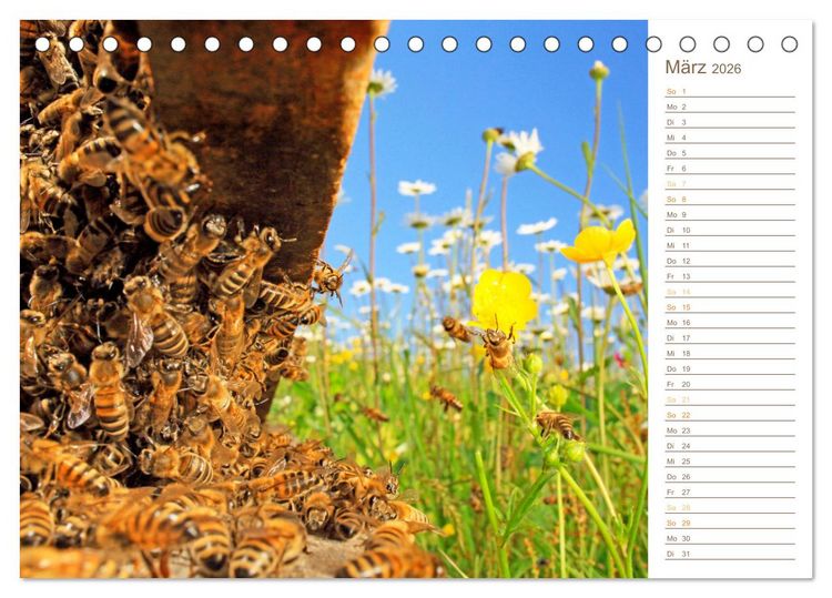 Produktbild: S&uuml;&szlig;es Gold: Imker, Bienen & Honig (Tischkalender 2026 DIN A5 quer), CALVENDO Monatskalender