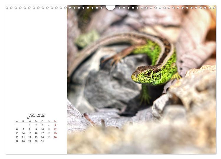 Produktbild: Eidechsen, flinke R&auml;uber (Wandkalender 2026 DIN A3 quer), CALVENDO Monatskalender