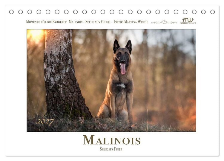 Produktbild: Malinois - Seelen aus Feuer (Tischkalender 2027 DIN A5 quer), CALVENDO Monatskalender