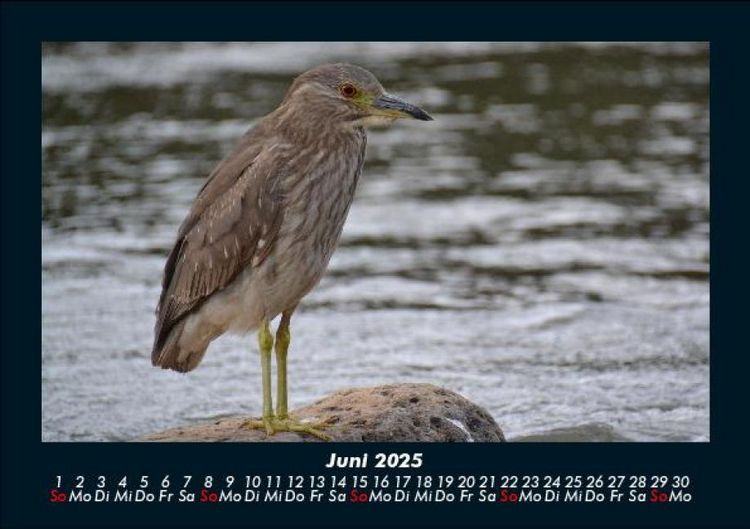 Produktbild: Welt der V&ouml;gel 2025 Fotokalender DIN A5