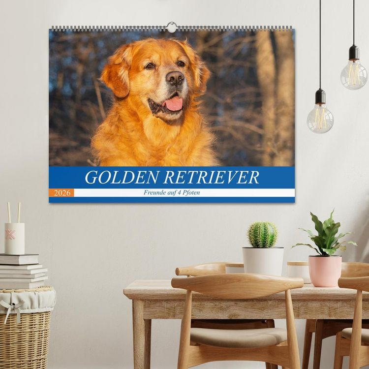 Produktbild: Golden Retriever - Freunde auf 4 Pfoten (Wandkalender 2026 DIN A2 quer), CALVENDO Monatskalender
