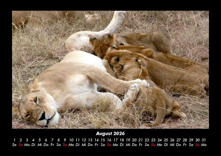Produktbild: L&ouml;wen in der Wildnis 2026 Fotokalender DIN A3
