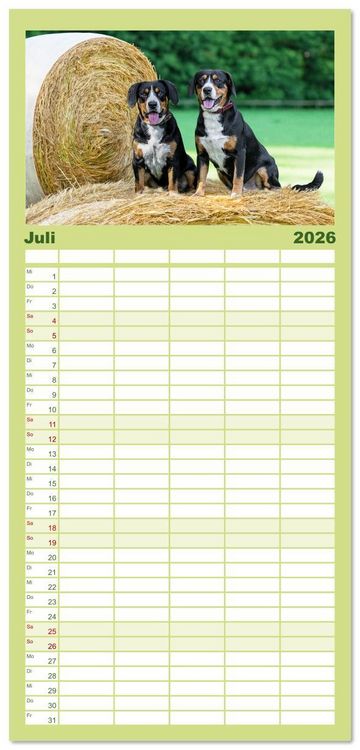 Produktbild: Familienplaner 2026 - Entlebucher - Temperamentvolle Schweizer Sennenhunde mit 5 Spalten (Wandkalender, 21 x 45 cm) CALVENDO