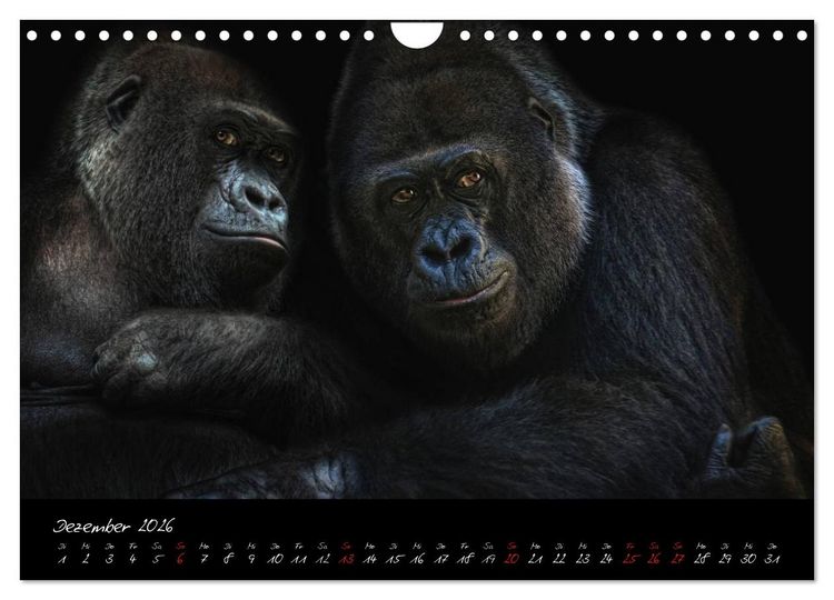 Produktbild: Gorilla (Wandkalender 2026 DIN A4 quer), CALVENDO Monatskalender