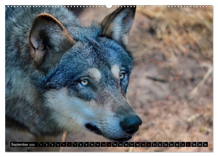 Produktbild: W&ouml;lfe - sie sind wieder da (hochwertiger Premium Wandkalender 2026 DIN A2 quer), Kunstdruck in Hochglanz