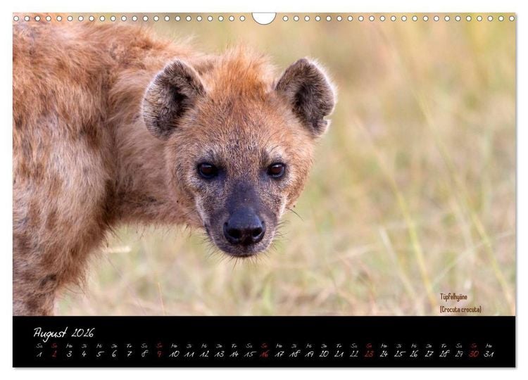 Produktbild: Faszination Afrika - wilde Tiere der Masai Mara - Kenia (Wandkalender 2026 DIN A3 quer), CALVENDO Monatskalender