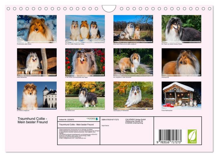 Produktbild: Traumhund Collie - Mein bester Freund (Wandkalender 2026 DIN A4 quer), CALVENDO Monatskalender