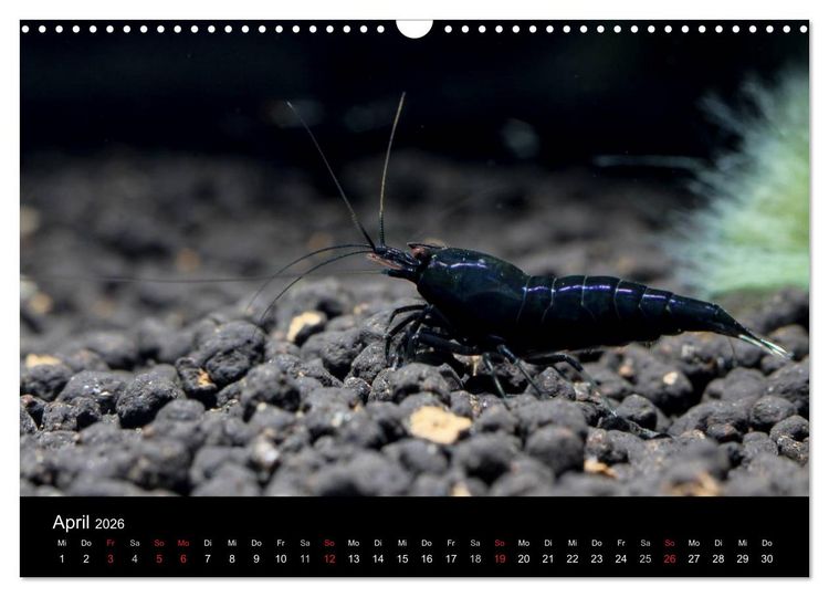 Produktbild: Zwerggarnelen - gepanzerte Juwelen im Aquarium (Wandkalender 2026 DIN A3 quer), CALVENDO Monatskalender