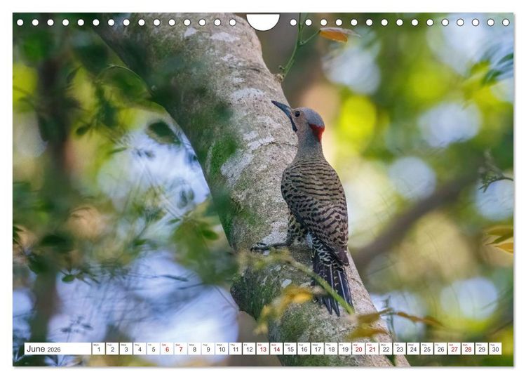 Produktbild: Birds of Cuba Island (Wall Calendar 2026 DIN A4 landscape), CALVENDO 12 Month Wall Calendar