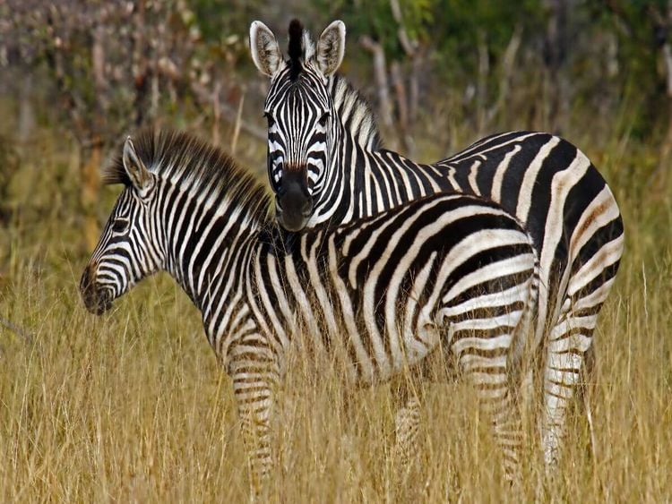 Produktbild: CALVENDO Puzzle Zebra-Kleinfamilie, Namibia | 1000 Teile Lege-Gr&ouml;&szlig;e 64x48cm Foto-Puzzle f&uuml;r gl&uuml;ckliche Stunden