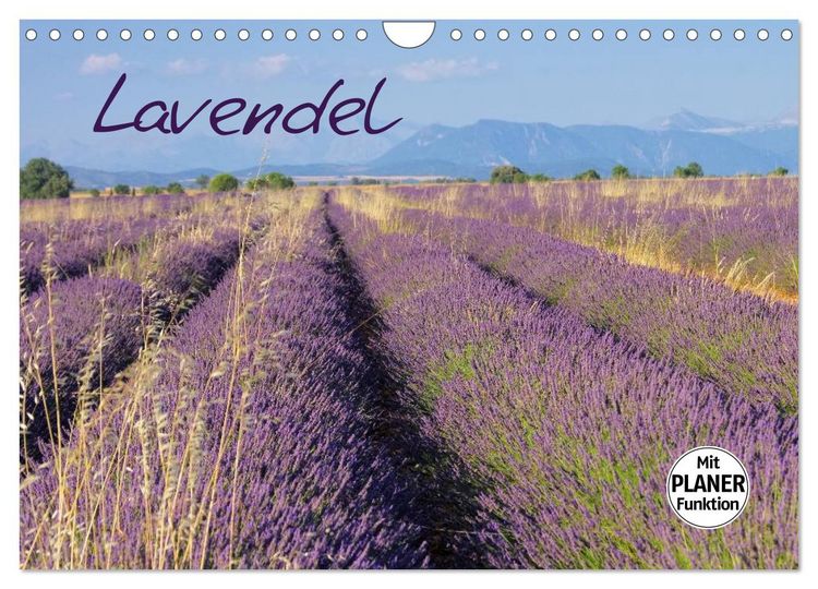 Produktbild: Lavendel (Wandkalender 2026 DIN A4 quer), CALVENDO Monatskalender