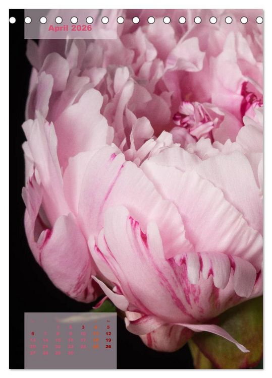 Produktbild: Die K&ouml;nigin der Rosen (Tischkalender 2026 DIN A5 hoch), CALVENDO Monatskalender