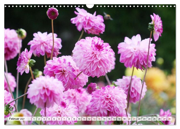 Produktbild: Herzensblumen (Wandkalender 2027 DIN A3 quer), CALVENDO Monatskalender