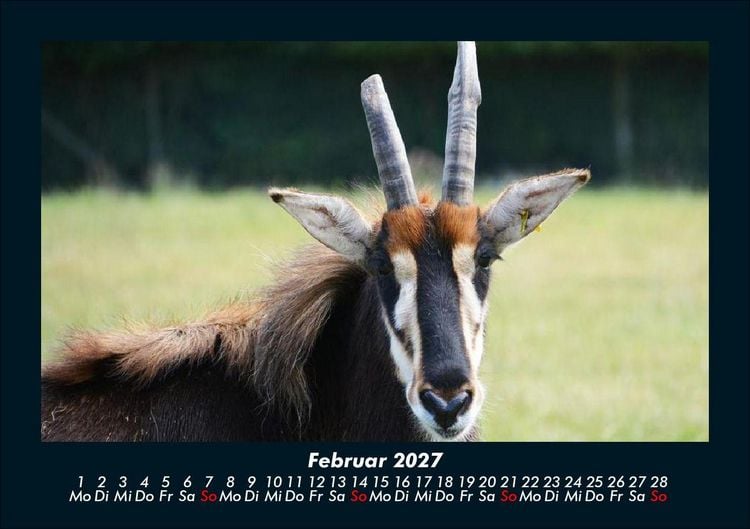 Produktbild: Tierkalender 2027 Fotokalender DIN A5
