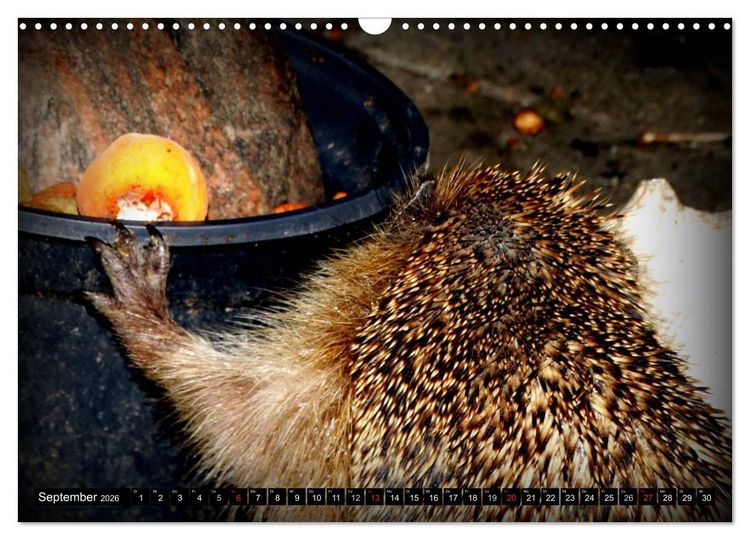 Produktbild: Meine Igel (Wandkalender 2026 DIN A3 quer), CALVENDO Monatskalender