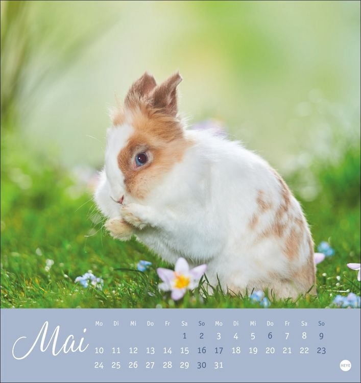 Produktbild: S&uuml;&szlig;e Kaninchen Postkartenkalender 2027