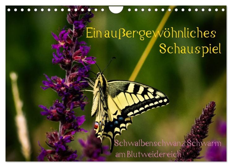Produktbild: Ein au&szlig;ergew&ouml;hnliches Schauspiel (Wandkalender 2026 DIN A4 quer), CALVENDO Monatskalender