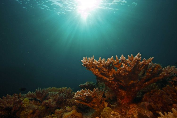 Produktbild: Das Great Barrier Reef - Naturwunder der Superlative