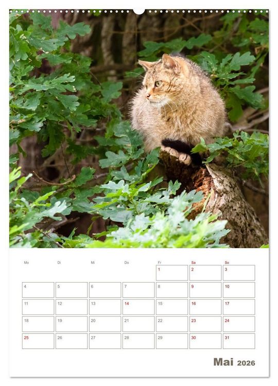 Produktbild: Europ&auml;ische Wildkatzen - Jahresplaner (hochwertiger Premium Wandkalender 2026 DIN A2 hoch), Kunstdruck in Hochglanz