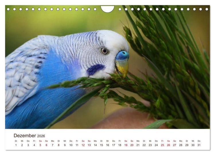Produktbild: Wellensittiche - der NEUE Kalender (Wandkalender 2026 DIN A4 quer), CALVENDO Monatskalender